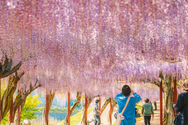 「和気町藤まつり」2026年度の開催日程が決定!(4/21~5月初旬)